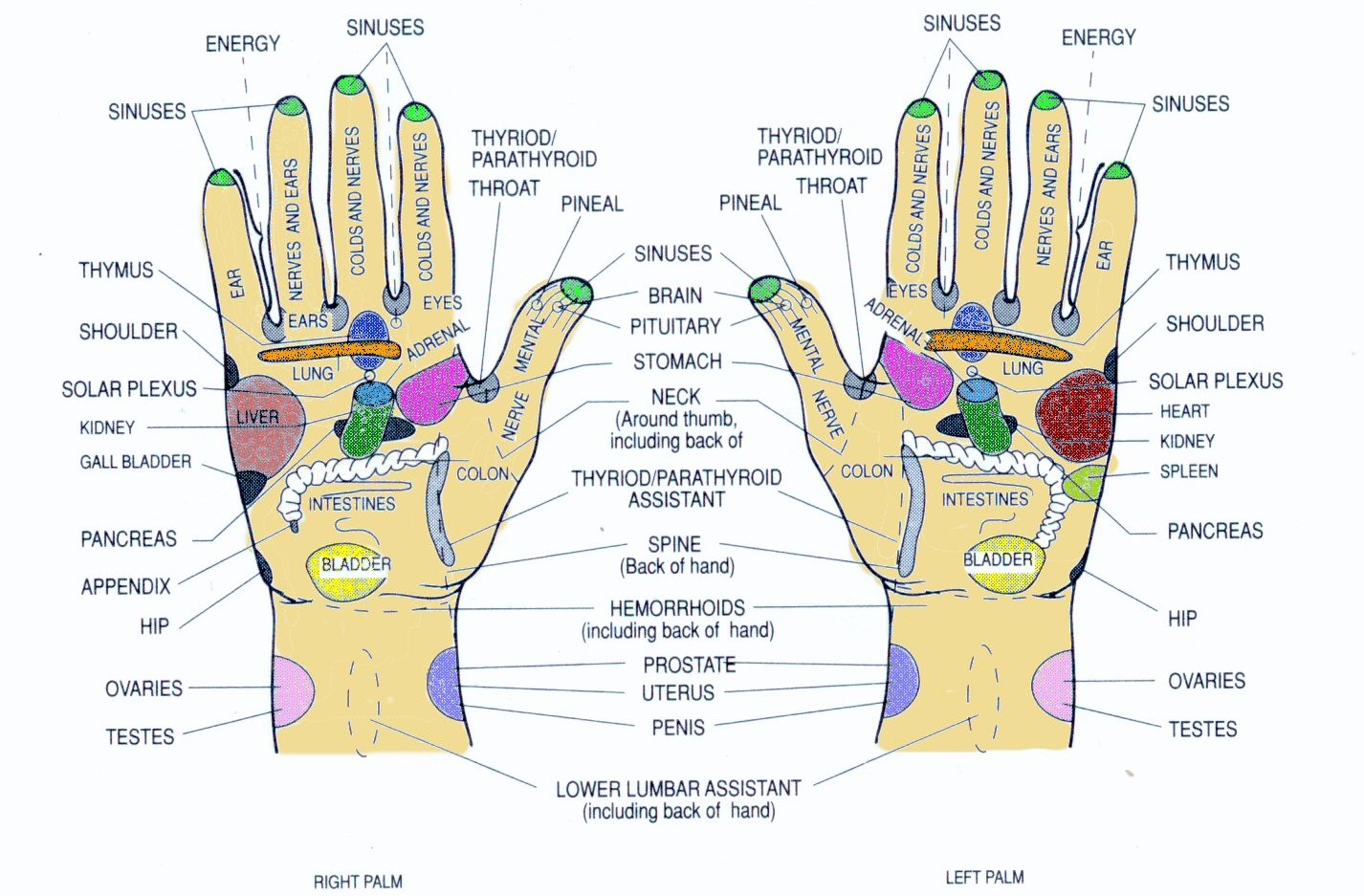 R Flexologie Main Schema