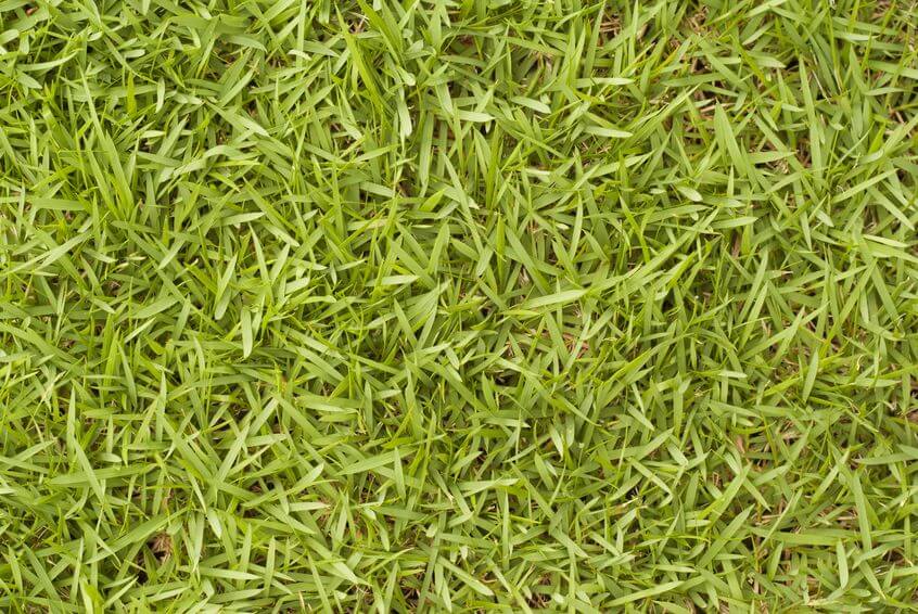 Pelouse d'herbe des Bermudes
