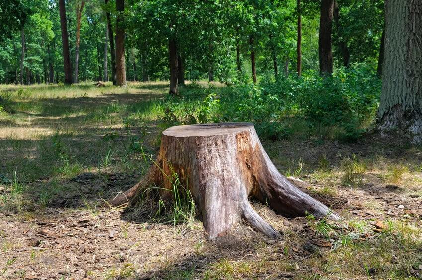 Vieille souche d'arbre dans le parc