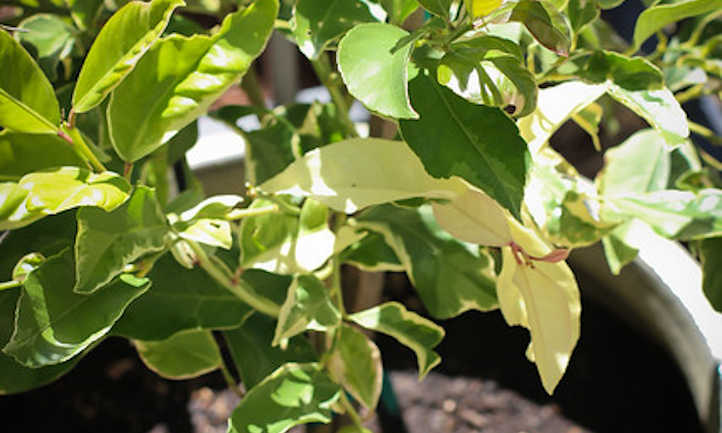 Feuilles de citronnier rose panachées