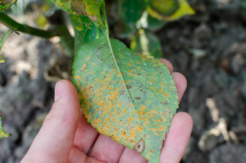 1,771 Rust Fungus Photos - Free & Royalty-Free Stock Photos from Dreamstime