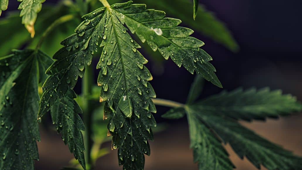 Feuille de mauvaises herbes avec des gouttes d'eau dessus