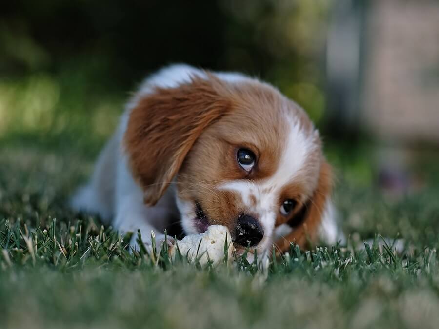 Chien sur l'herbe