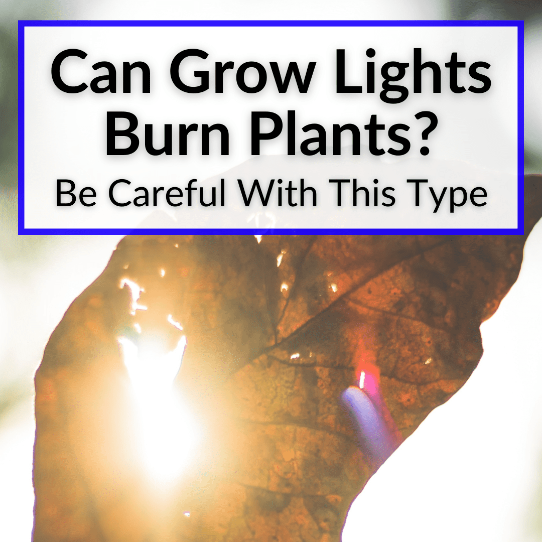 Peut faire pousser des lumières brûler des plantes