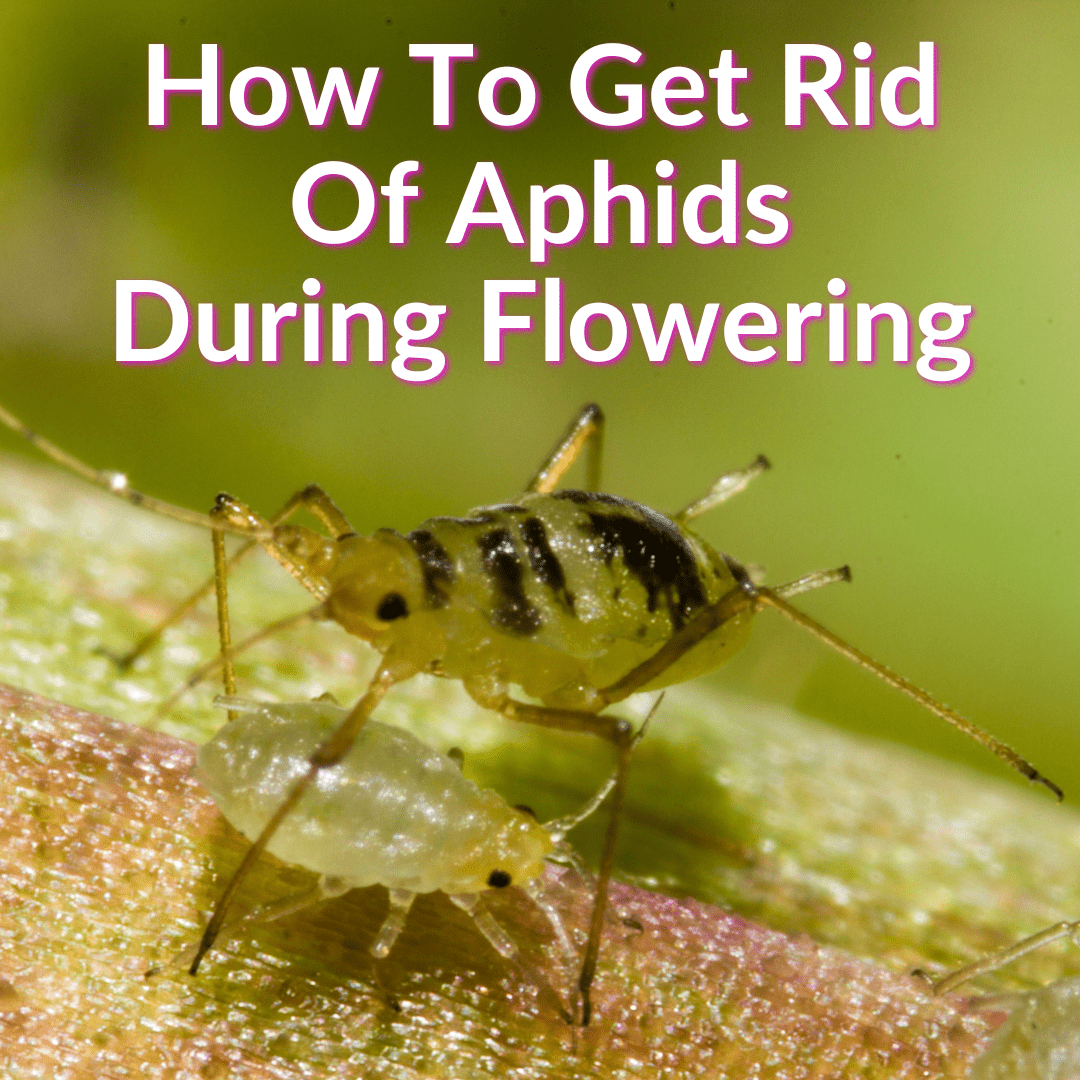 Comment se débarrasser des pucerons pendant la floraison