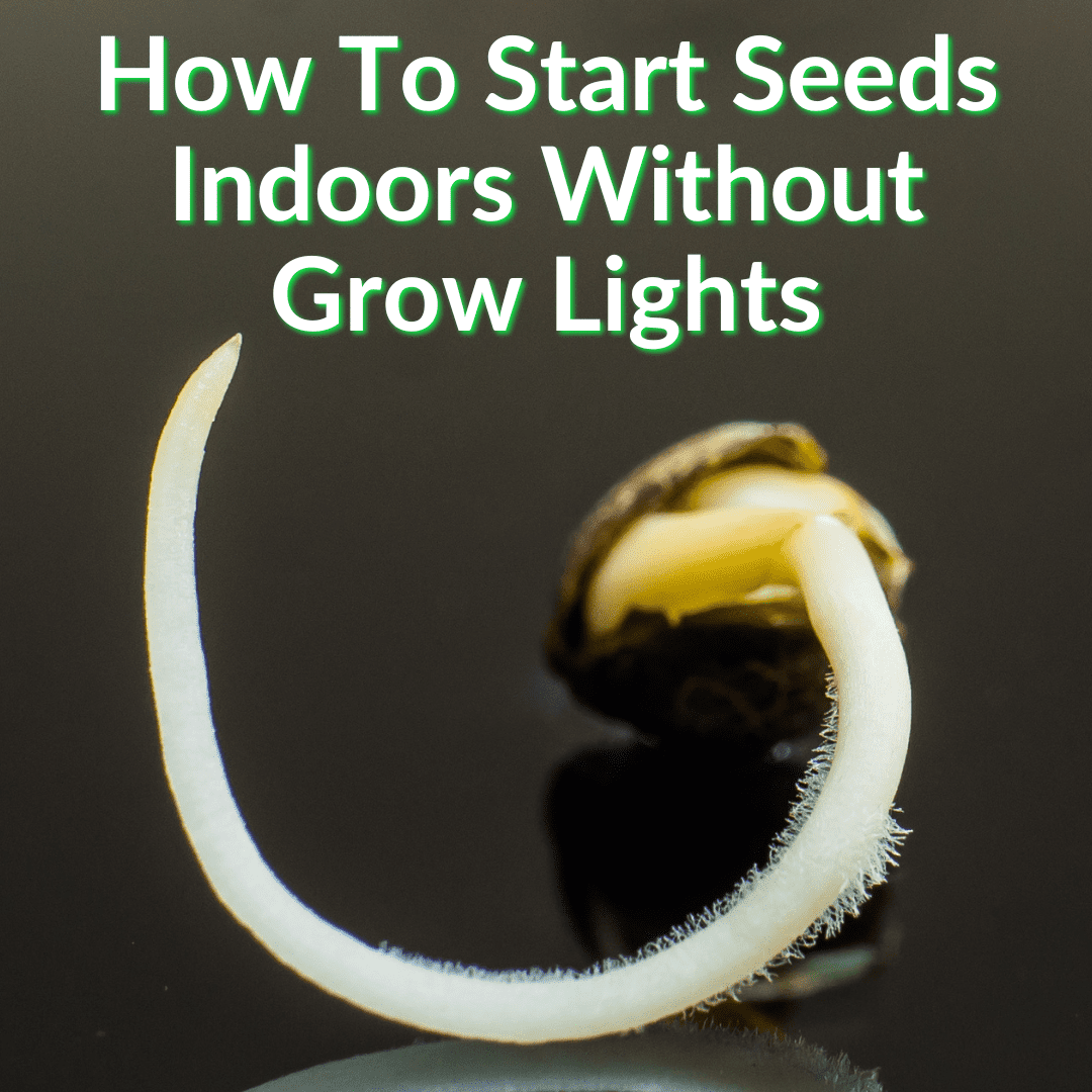 Comment démarrer des graines à l'intérieur sans lampes de croissance