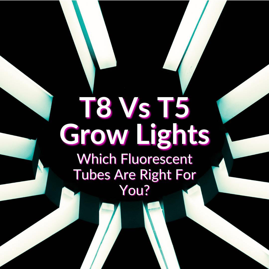 T8 Vs T5 élèvent des lumières