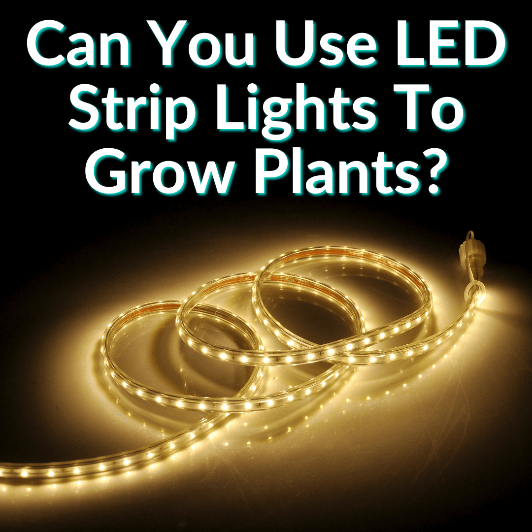 Pouvez-vous utiliser des bandes lumineuses LED pour faire pousser des plantes
