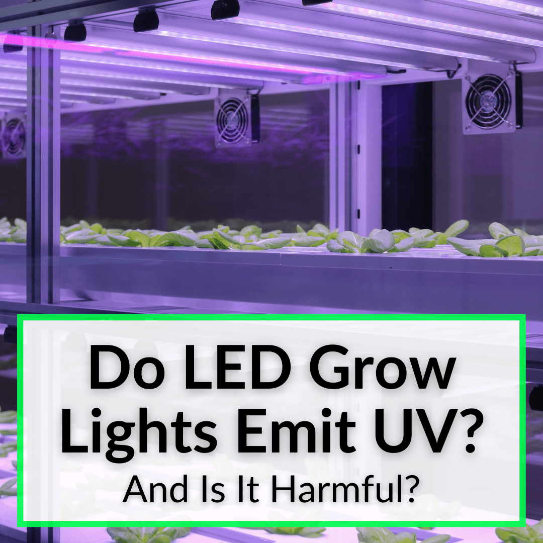 Est-ce que les lampes de culture à LED émettent des UV