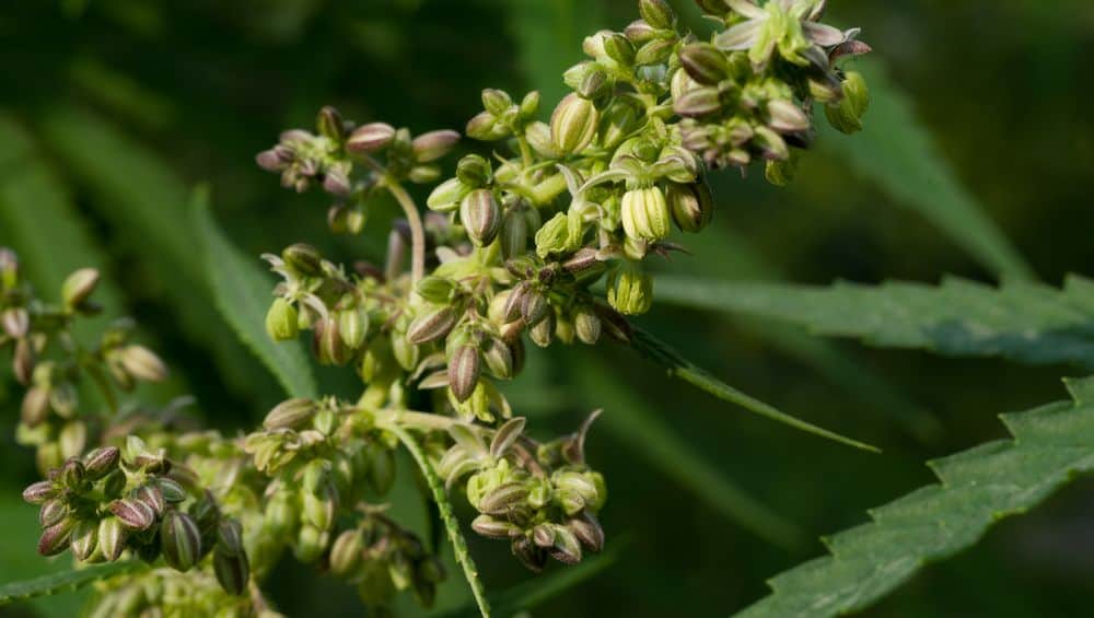 plante hermaphrodite avec des graines