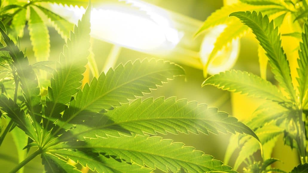 effet uv sur les plants de cannabis