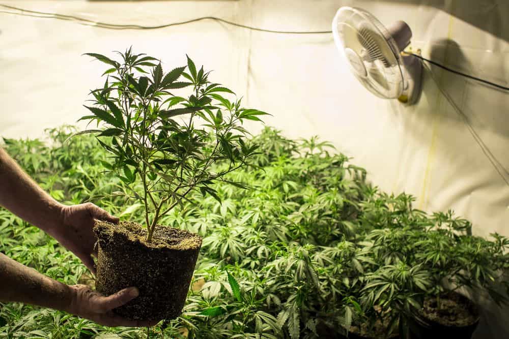 plantes de marijuana à autofloraison dans une tente de culture