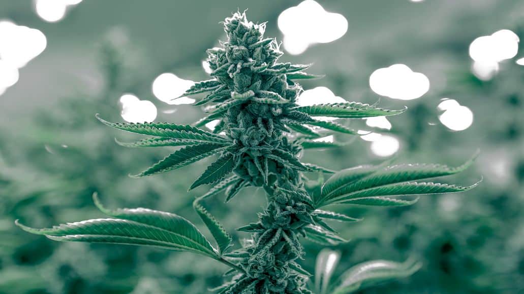 plante de marijuana sous une lumière LED uv