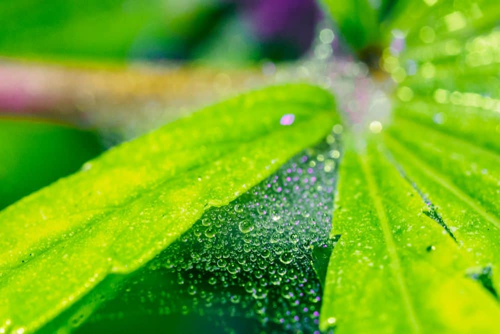 toile d'acarien sur une plante